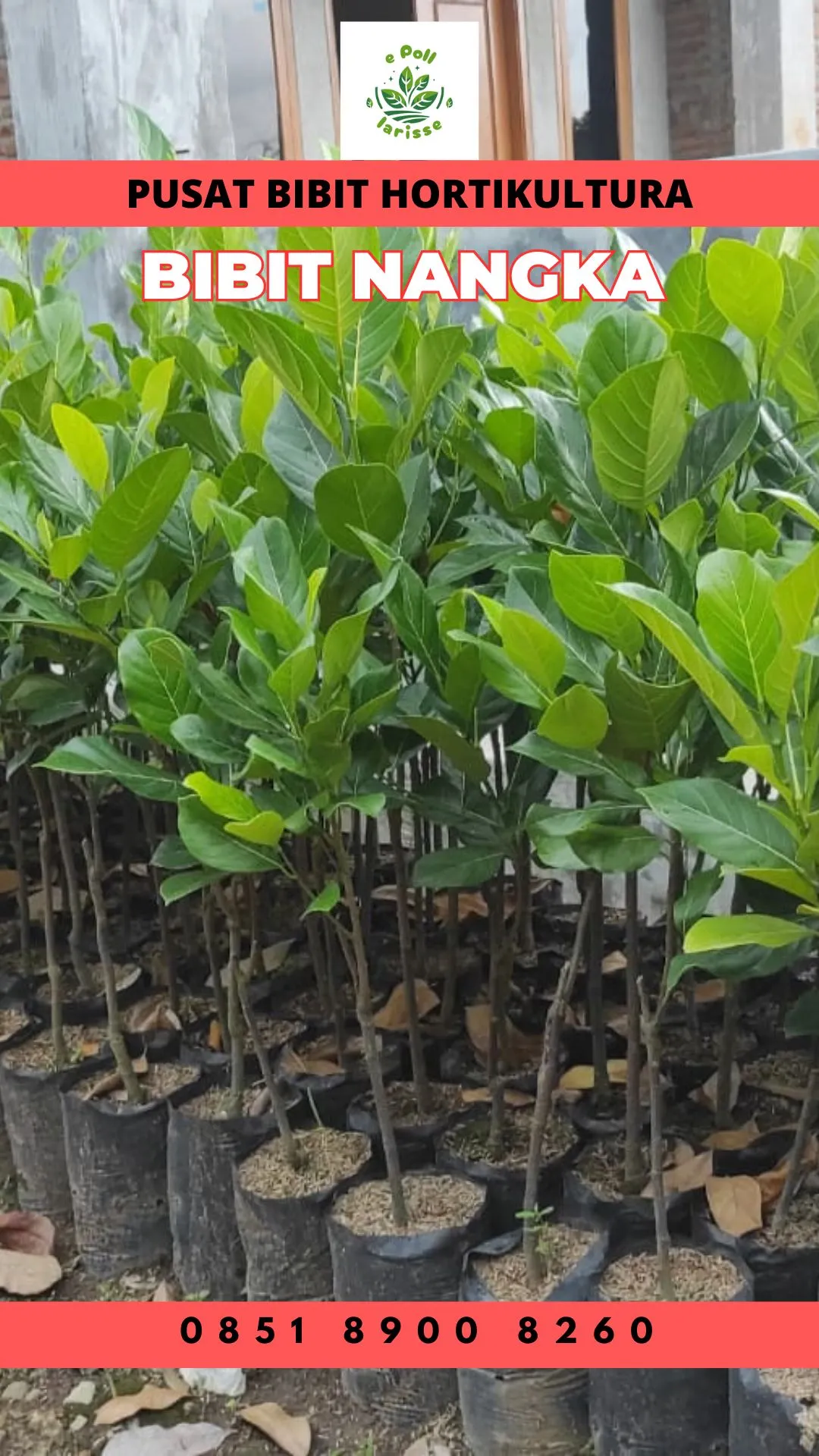 Sentral Bibit, Harga Bibit Nangka Mini