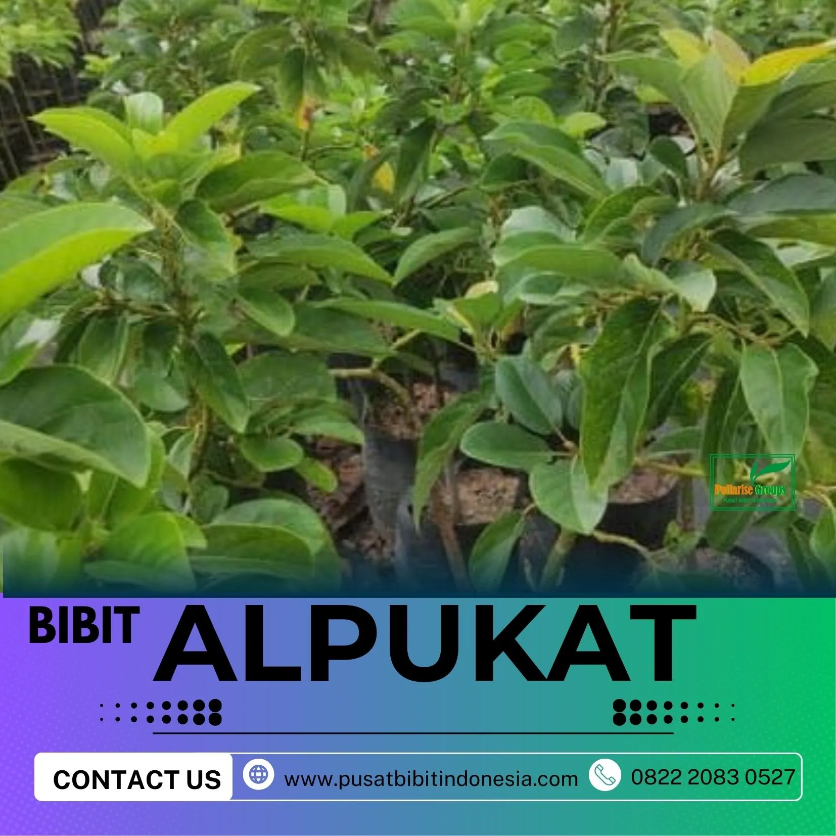 Hortikultura Buah   Bibit Alpukat Miki Bogor