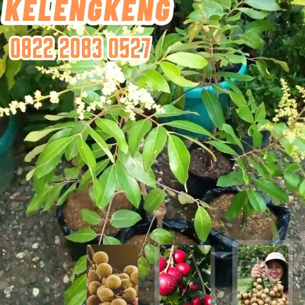 0822.2083.0527 (Tsel) Agrocenter Bibit Kelengkeng Diamond River