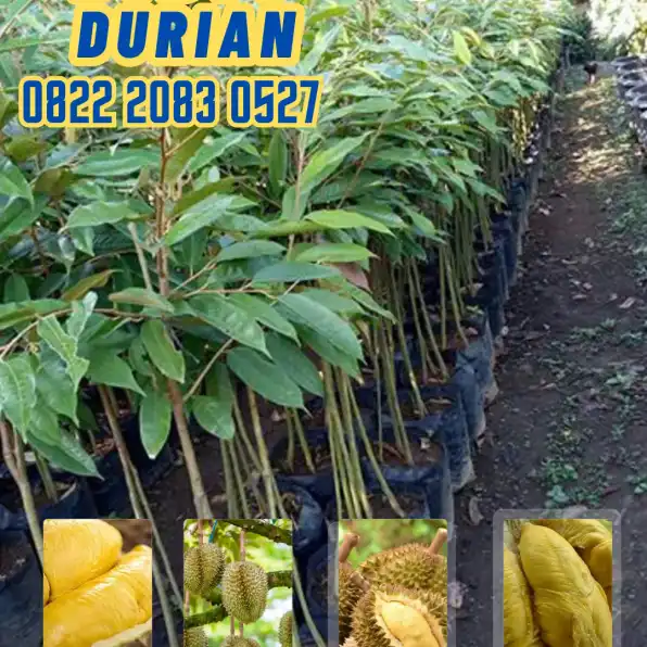 0822.2083.0527 (Tsel)  Hortikultura Buah  Bibit Durian Musang King Terdekat