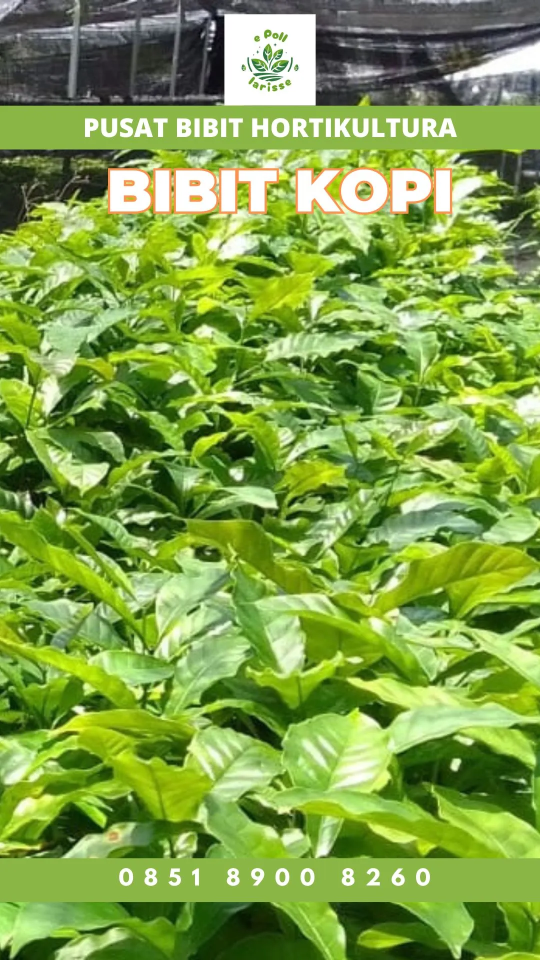 Sentra Bibit Kopi, Bibit Kopi Di Acen