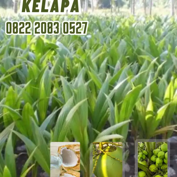 0822.2083.0527 (TSEL) Sentra Bibit Kelapa,   Bibit Kelapa Genjah Wulung