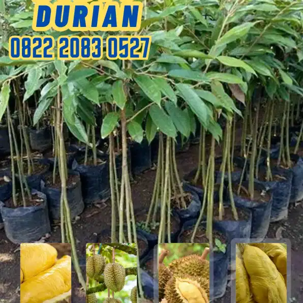 0822.2083.0527 (Tsel)  Hortikultura Buah  Bibit Durian Musang King Di Palembang