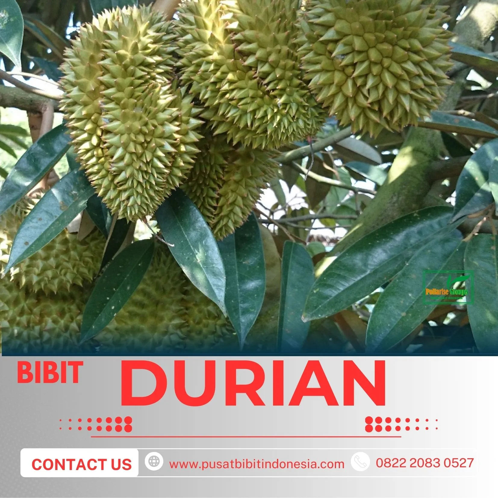 Sentra Pengadaan Bibit Durian Musang King Dalam Pot