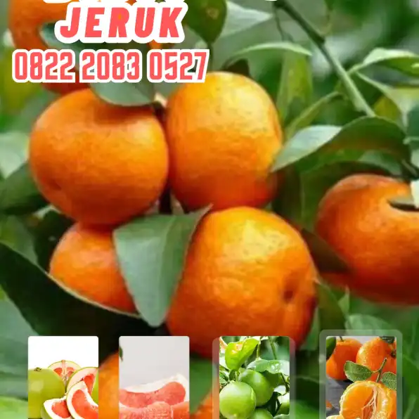 0822.2083.0527 (Tsel)  Hortikultura Buah  Bibit Jeruk Manis