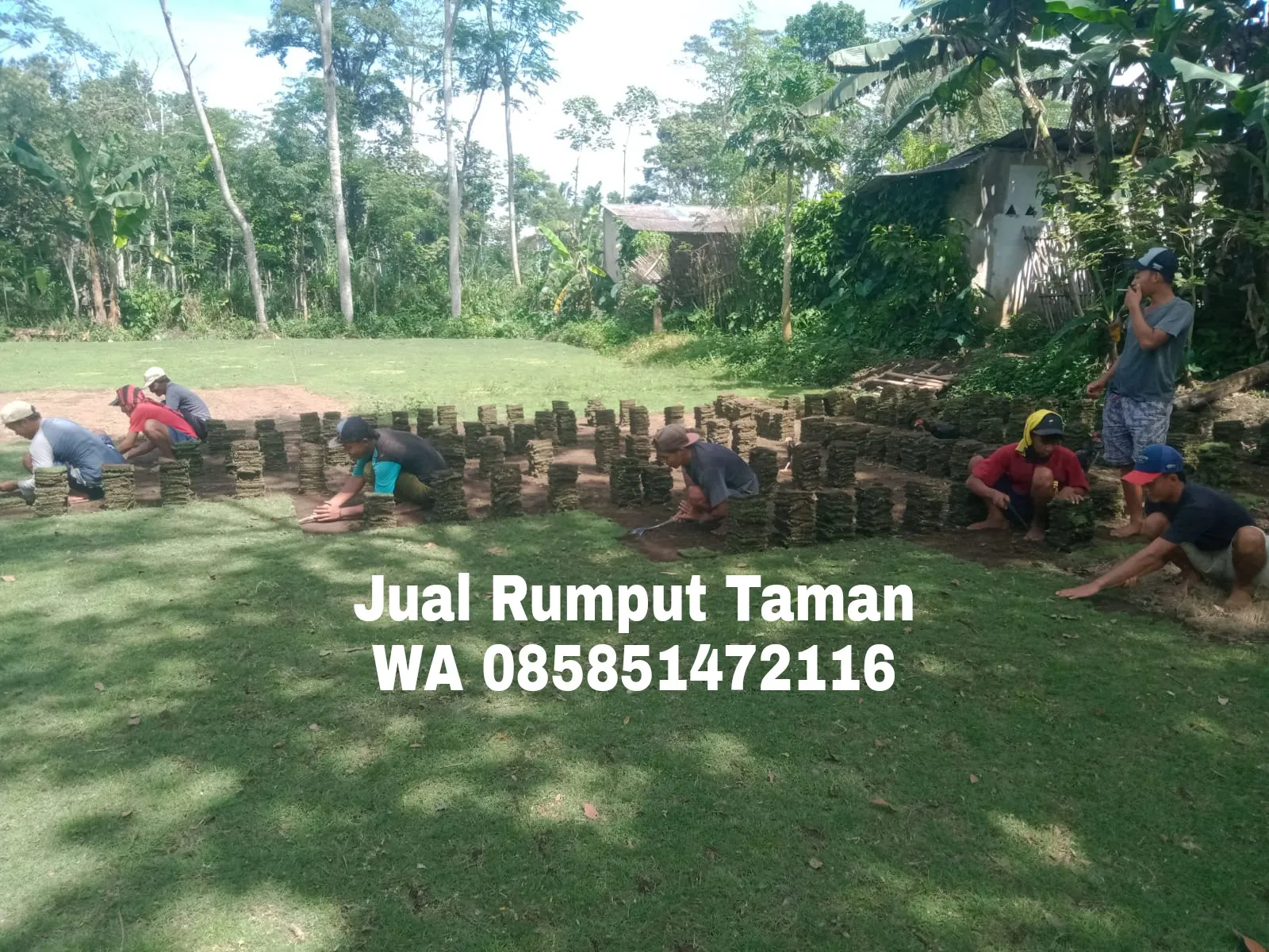 Rumput Jepang Sidoarjo Termurah