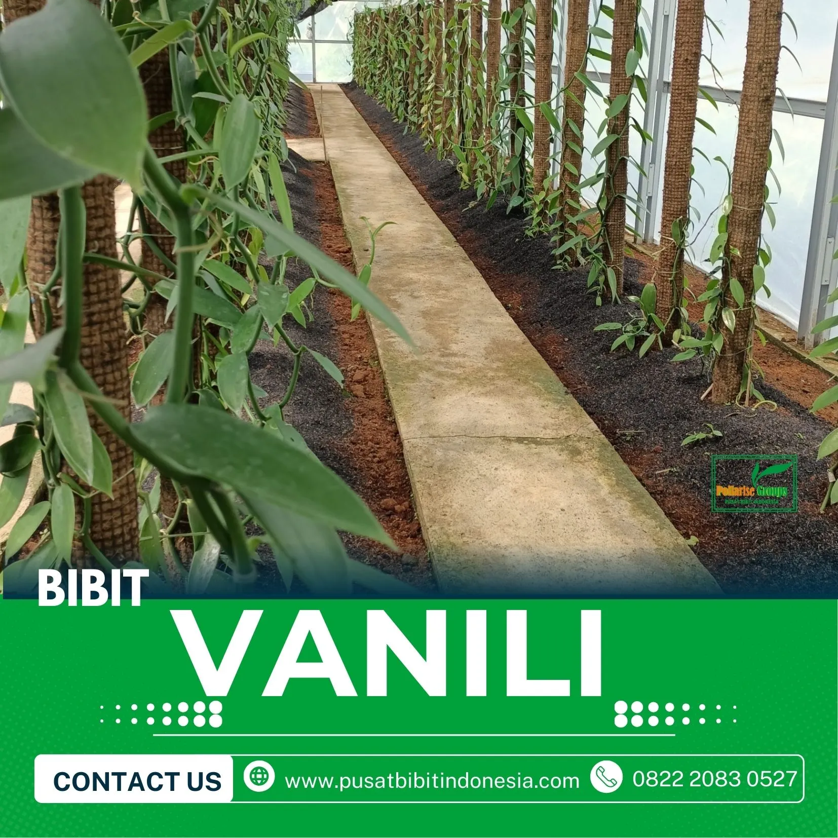 Sentral  Bibit Vanili Dari Biji