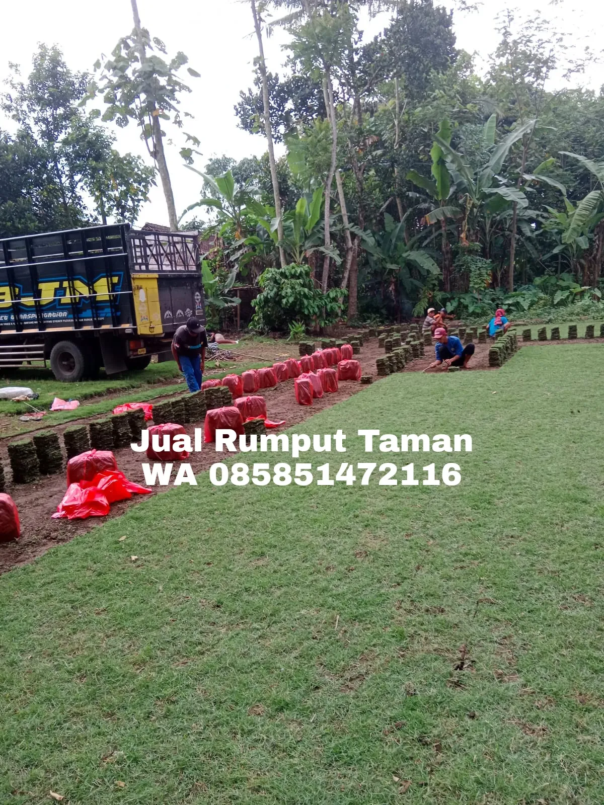 Rumput Jepang Surabaya Termurah