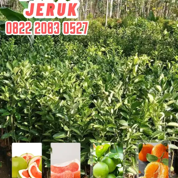 0822.2083.0527 (Tsel)  Hortikultura Buah  Bibit Jeruk Purut Di Garut