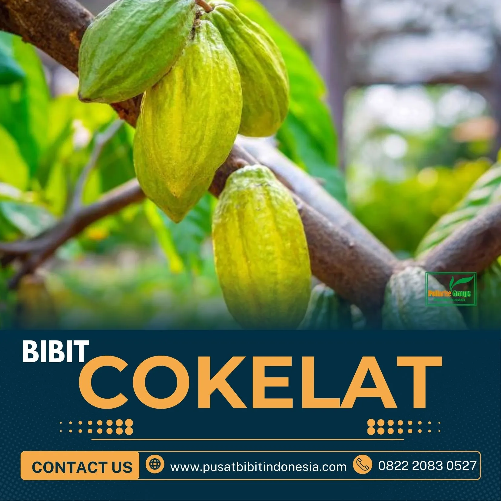 Sentra Bibit, Harga Bibit Kakao Edel, Bibit Kakao Hibrida F1 Pollarise