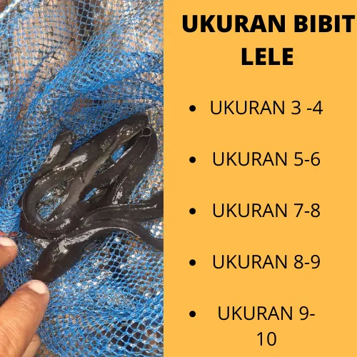 Lele super  Harga Bibit Lele Untuk Pemula Kualitas Terjamin Sukabumi Banyumas