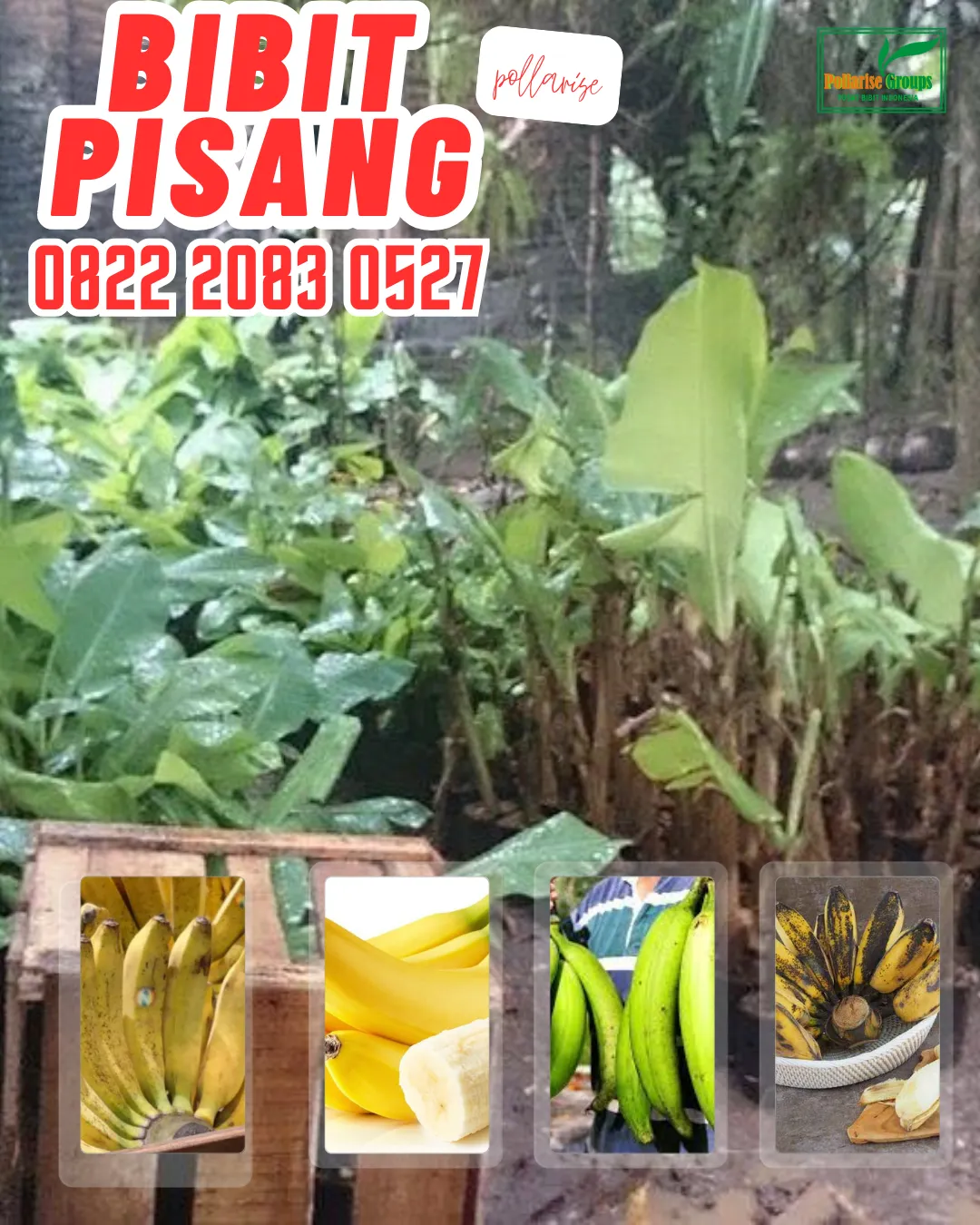 WA 0822.2083.0527  Bibit Pisang Mas Yogyakarta