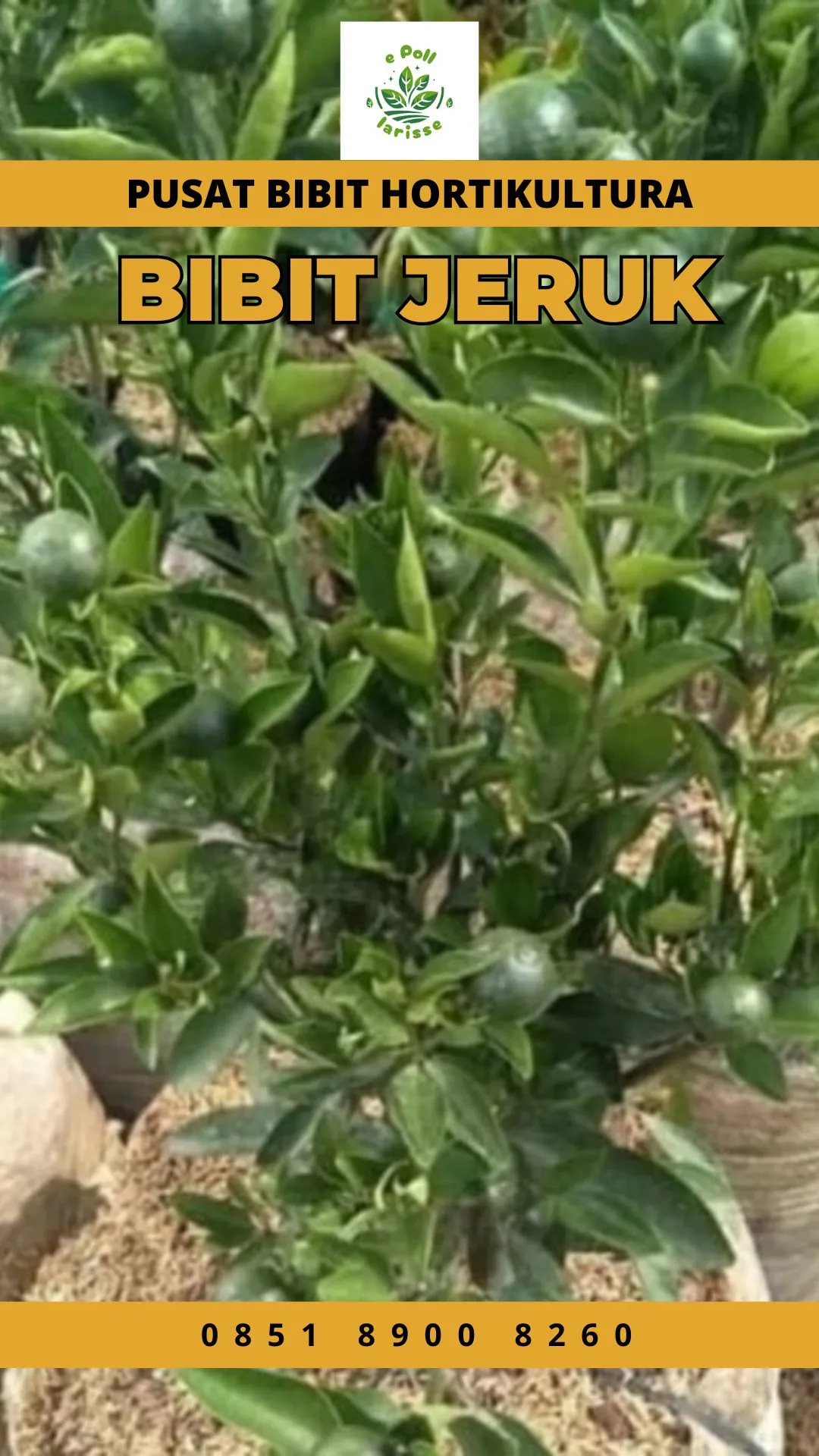 Sentra Bibit, Bibit Jeruk Santang Madu Di Semarang