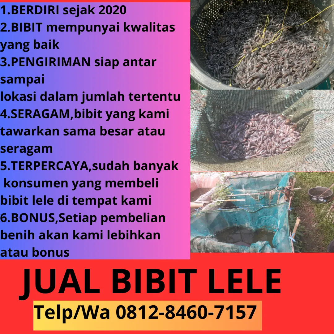 Garansi Hidup  Jual Bibit Lele Buat Mancing Kualitas Terjamin Kota Bekasi Boyolali