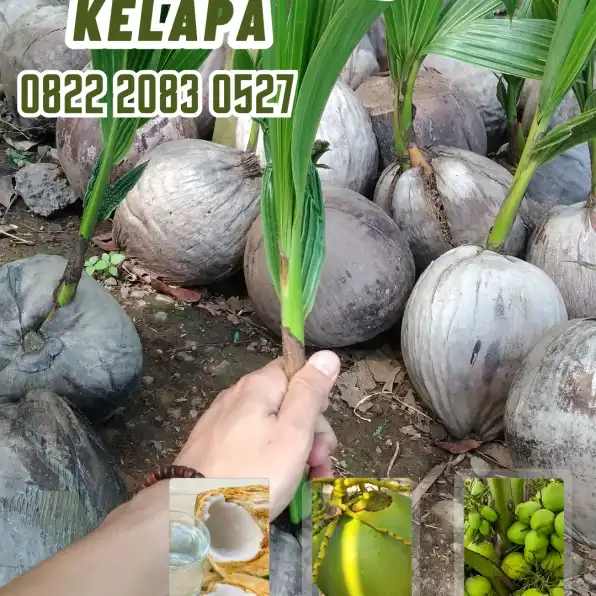 0822.2083.0527 (TSEL) Sentra Bibit Kelapa,  Bibit Kelapa Genjah Entok Di Purworejo