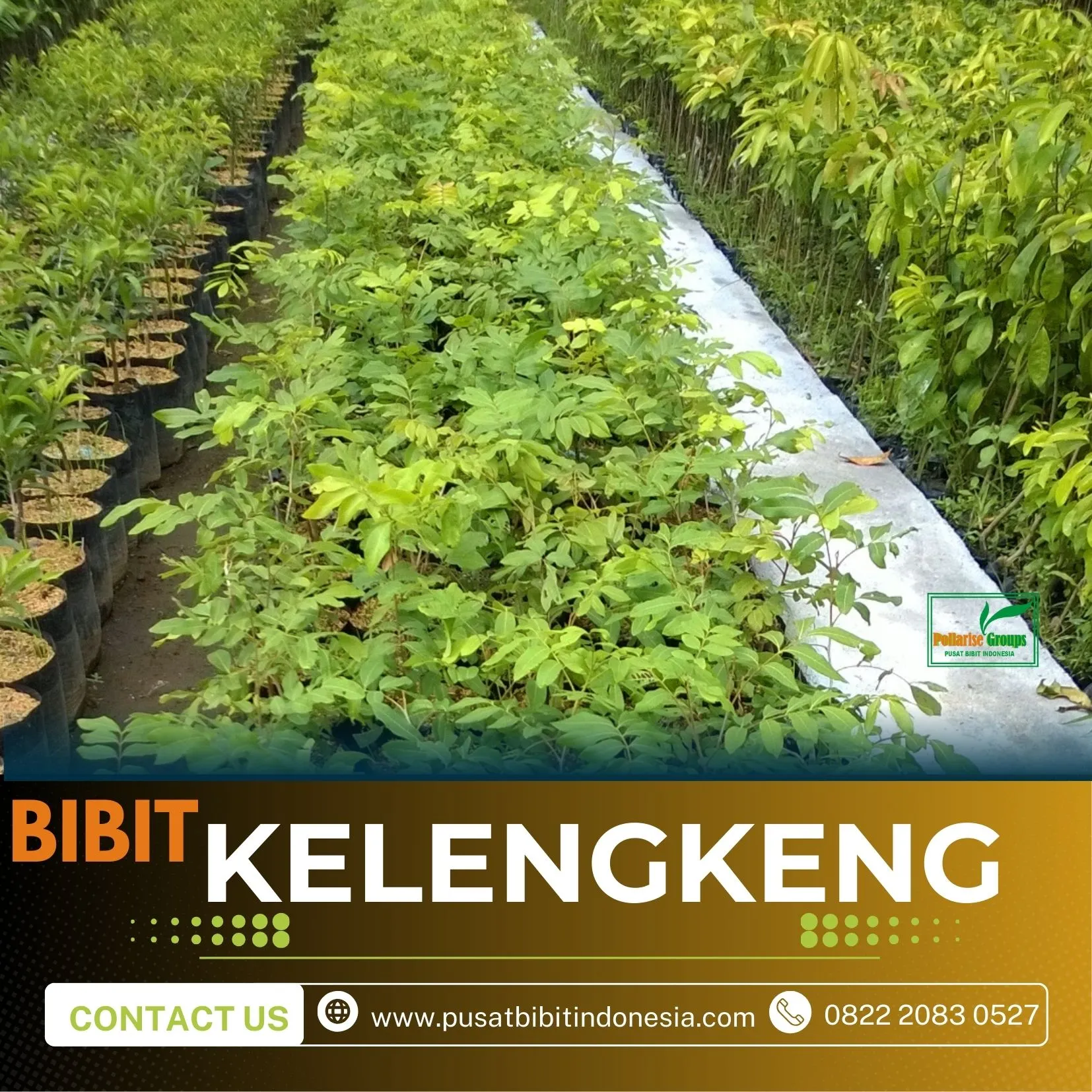 Agrocenter Bibit Kelengkeng Solo