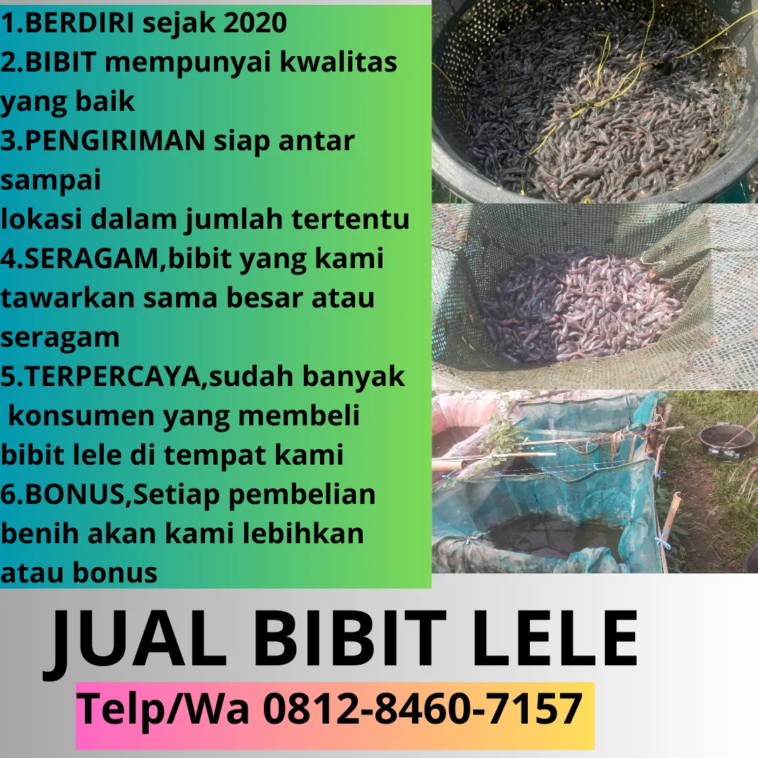 Garansi Hidup  Harga Bibit Lele Untuk Pemula Ukuran Seragam Cirebon Salatiga