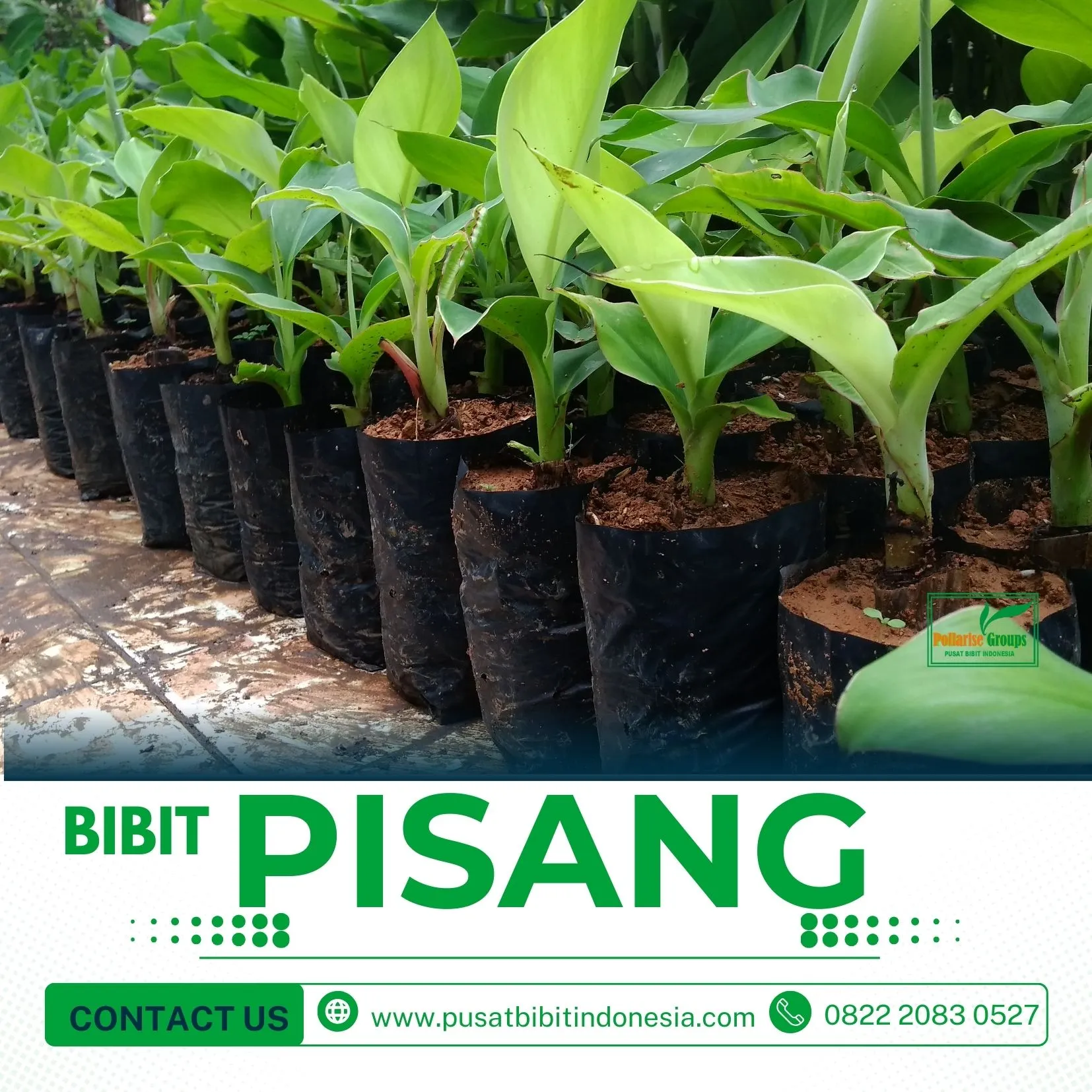 Jual Bibit Pisang Raja Di Yogyakarta