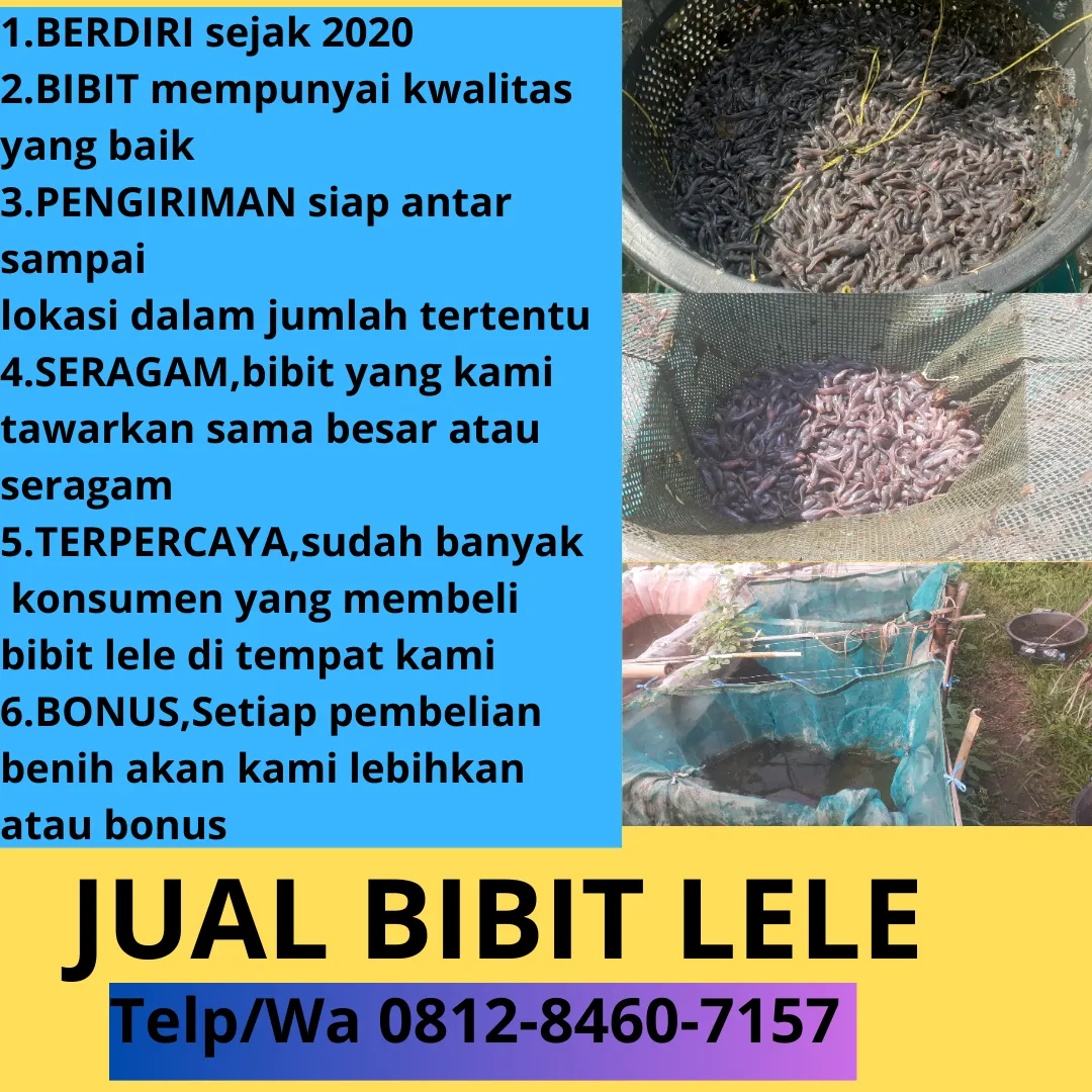 Garansi Hidup  Harga Bibit Lele Untuk Pemula Ukuran Seragam Cirebon Salatiga