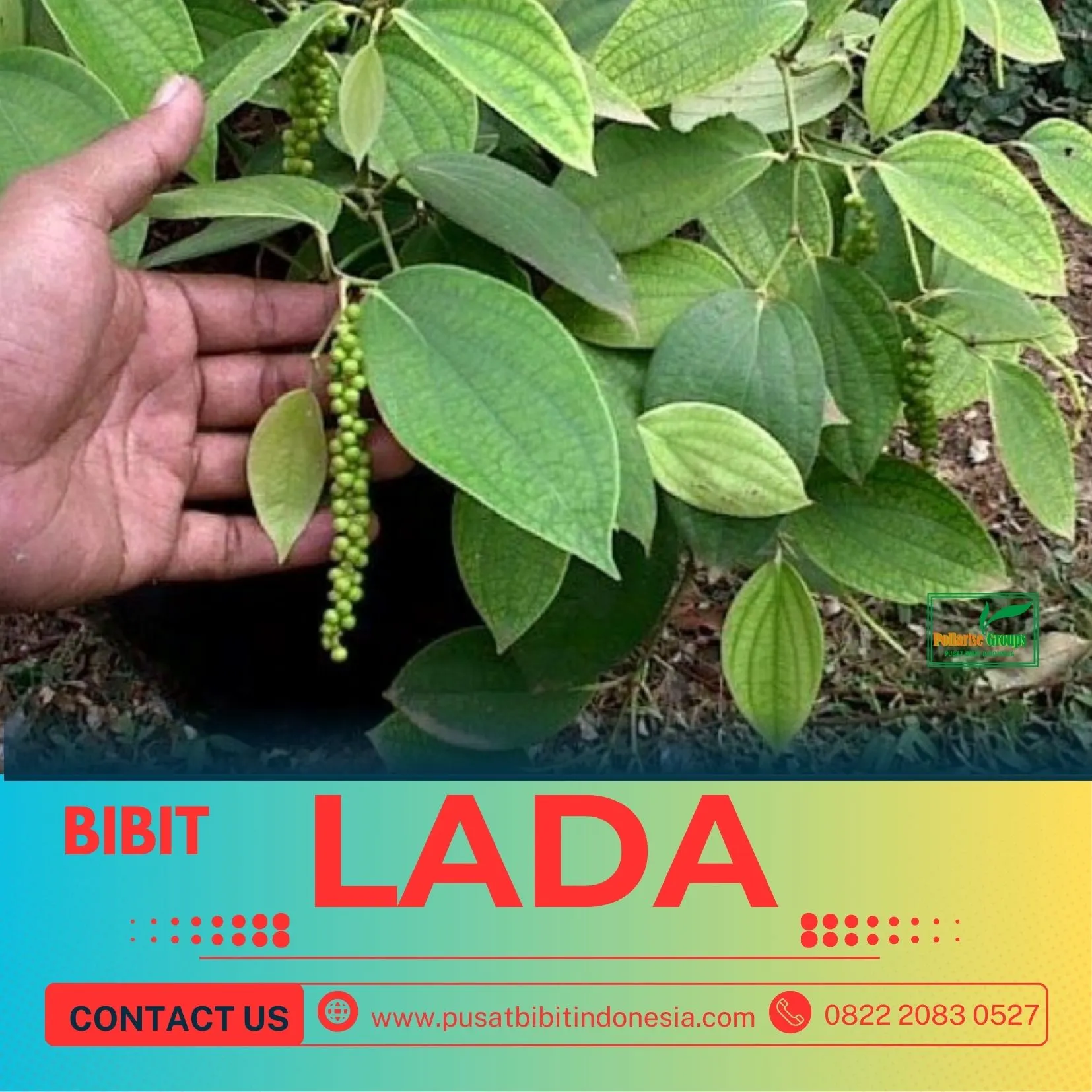 Pusat Bibit,  Harga Bibit Lada India