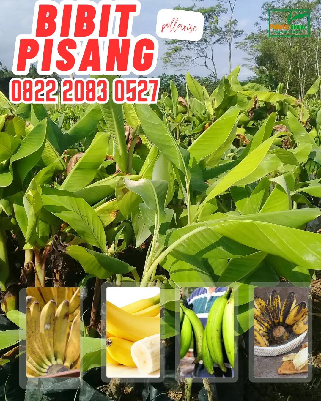 WA 0822.2083.0527 (Tsel) Pengadaan  Bibit Pisang Raja Yogyakarta