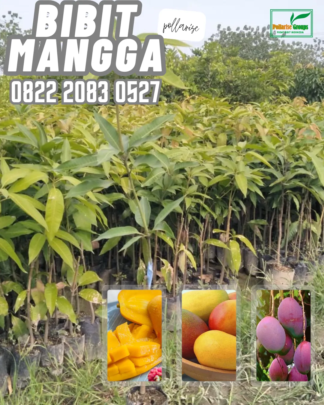 0822 2083 0527 (Tsel) Hortikultura   Bibit Unggul  Mangga Gincu