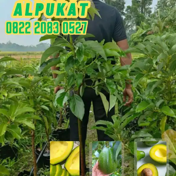 0822 2083 0527 (TSEL) Hortikultura Buah   Bibit Alpukat Tanpa Biji