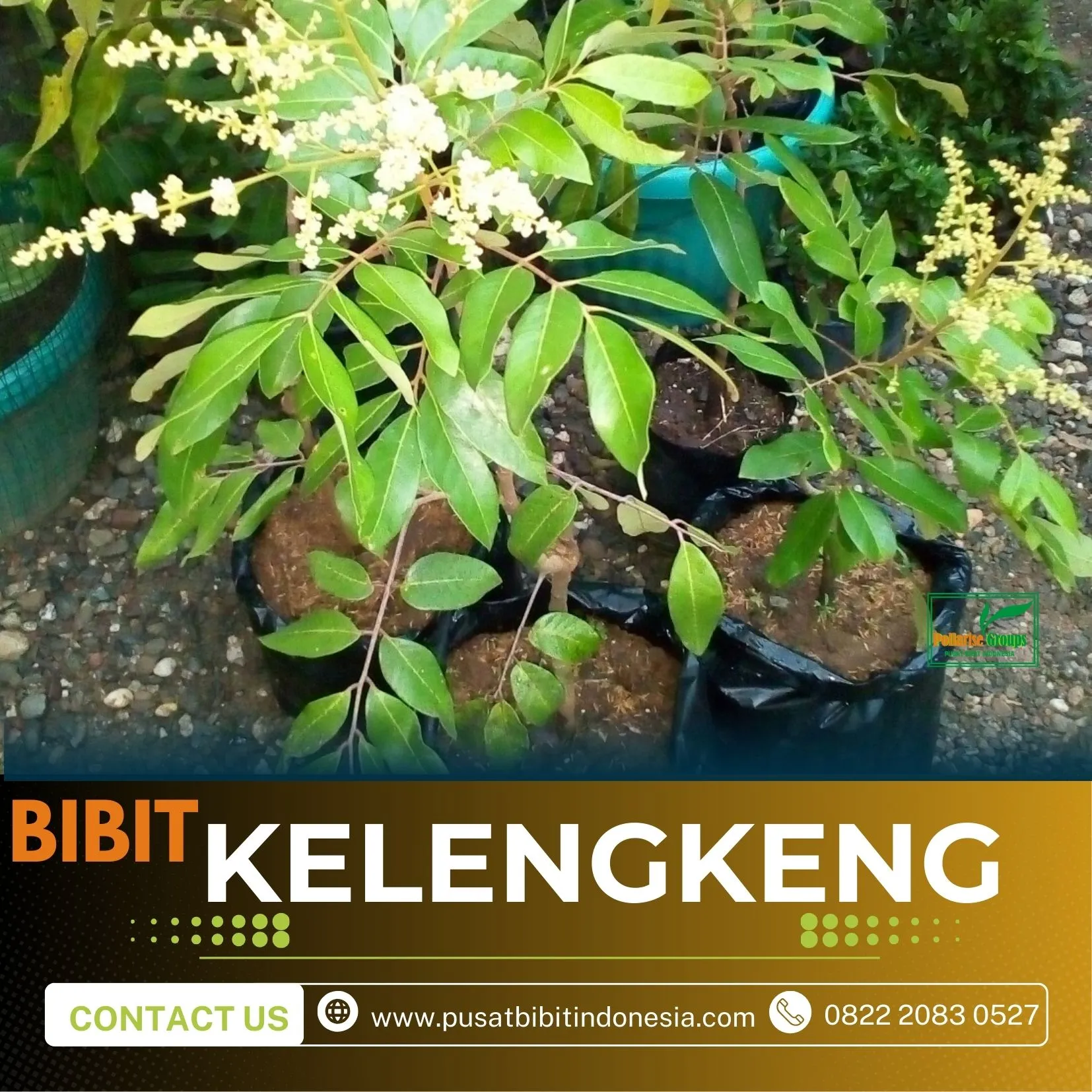 Agrocenter Harga Bibit Kelengkeng Unggulan