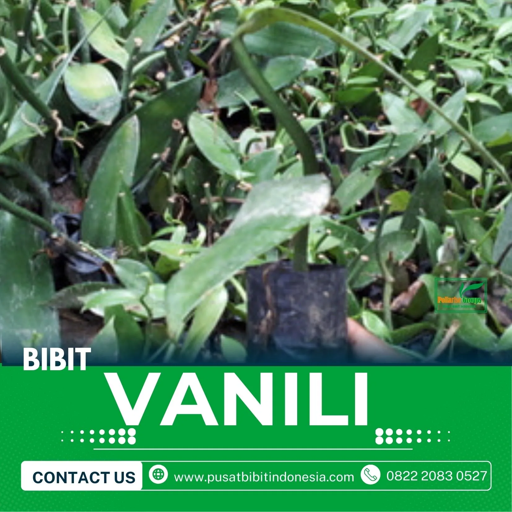 Sentral Bibit Vanili Bandung