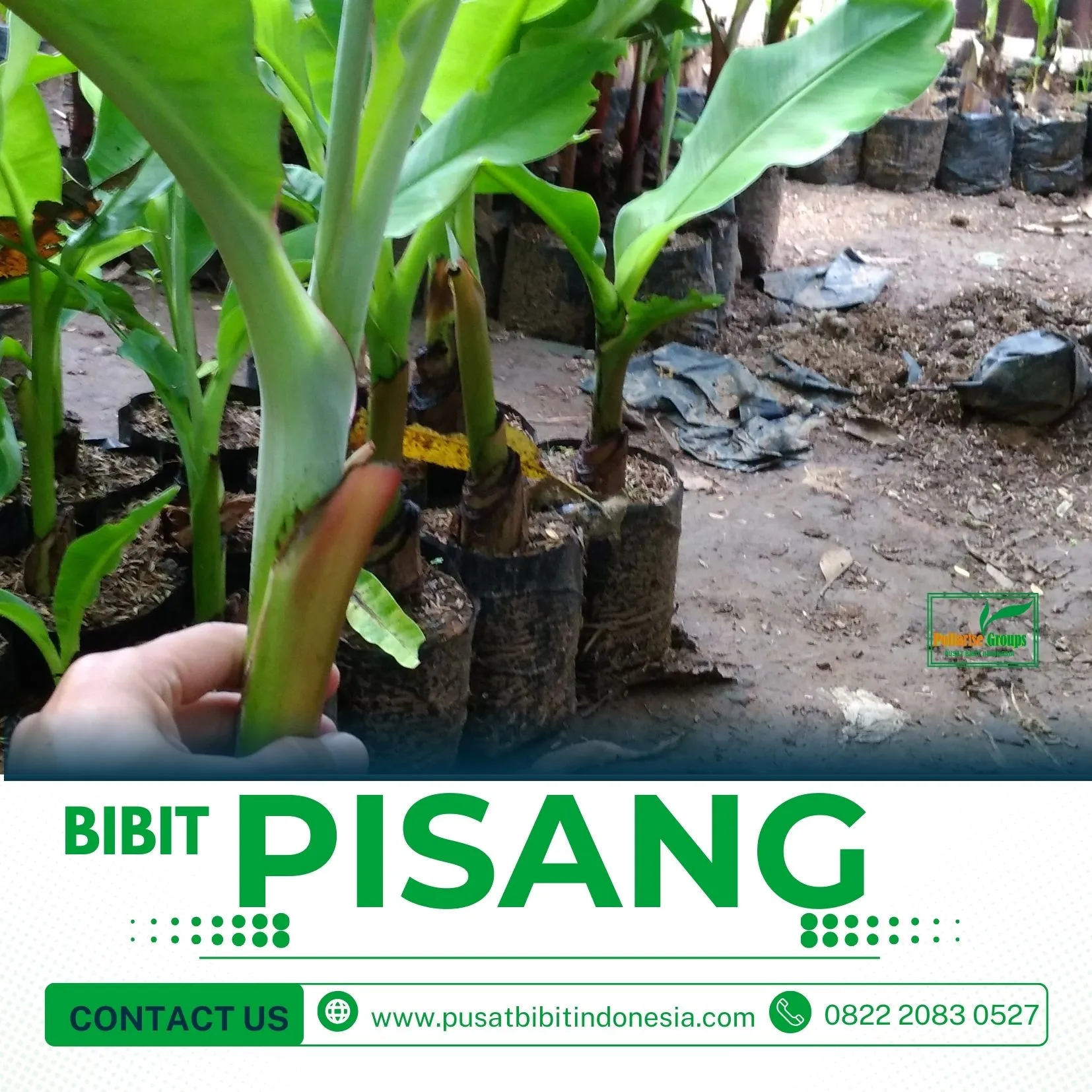 Jual Bibit Pisang Raja Buluu