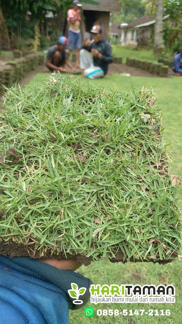 Harga Rumput Jepang Kota Madiun Permeter