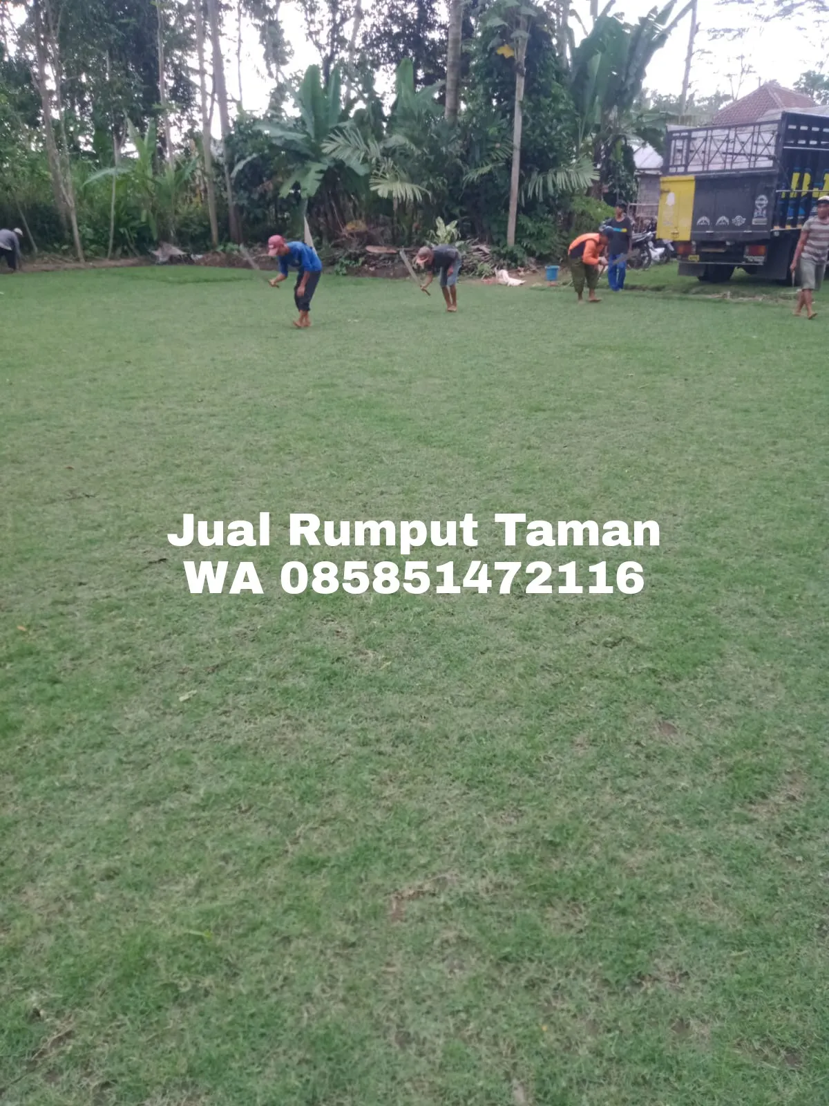 Rumput Jepang Surabaya Termurah