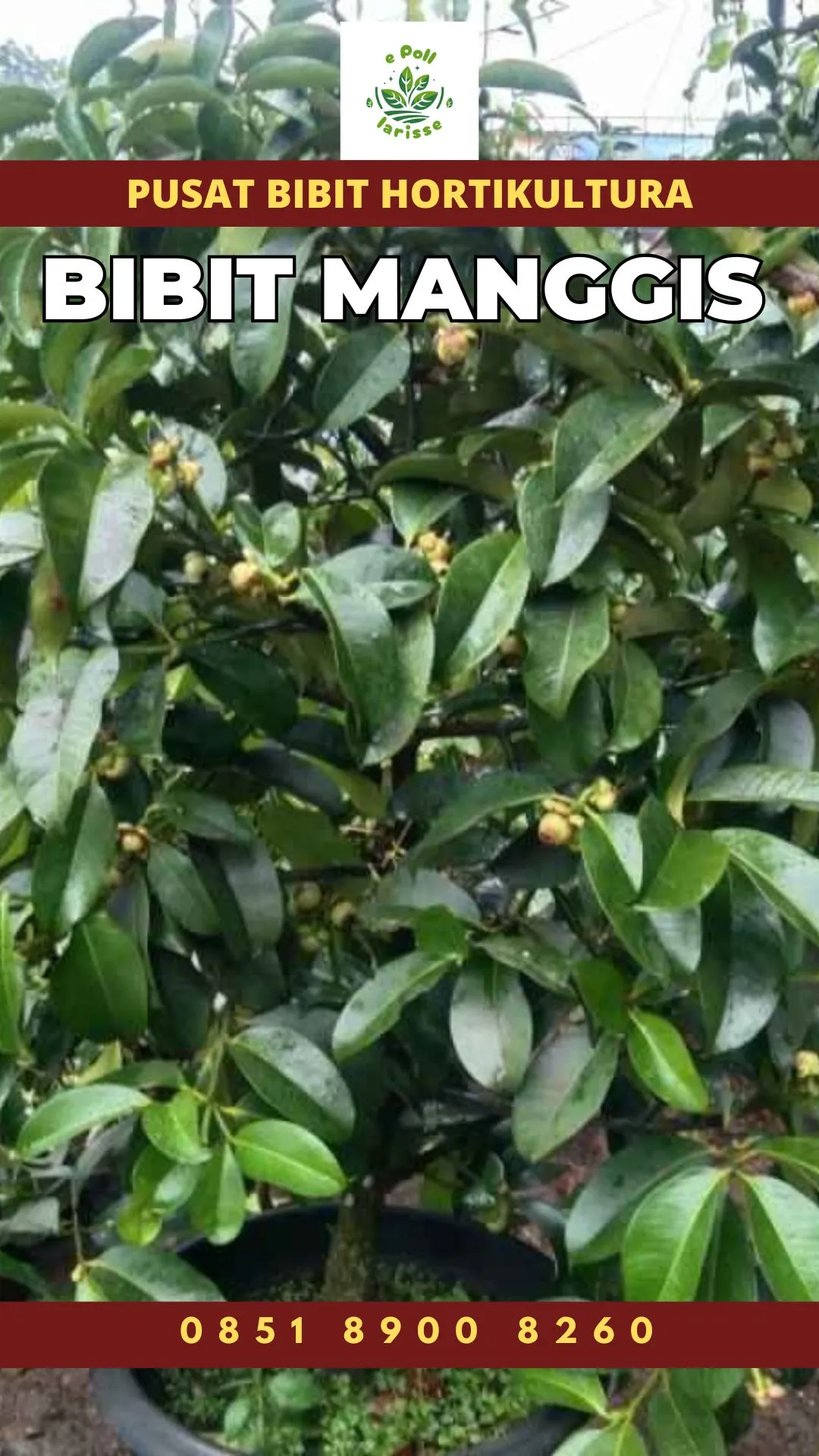 Sentral Bibit , Jual Bibit Pohon Manggis Di Bogor, Jual Bibit Pohon Manggis Di Malang