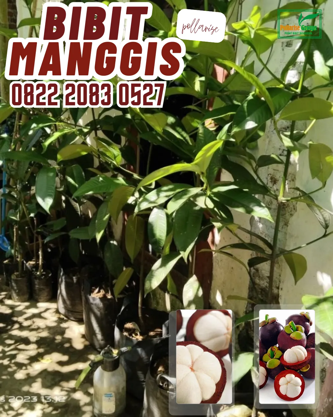 0822.2083.0527 (TSEL) Sentral Bibit, Bibit Manggis Okulasi, Bibit Manggis Okulasi