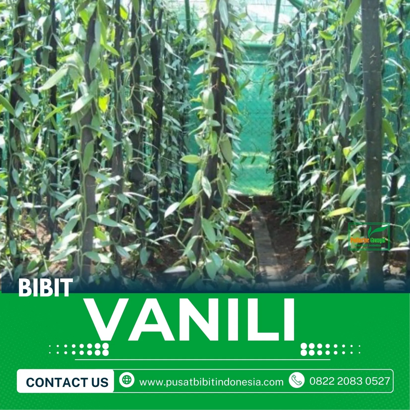 Sentral  Bibit Vanili Malang