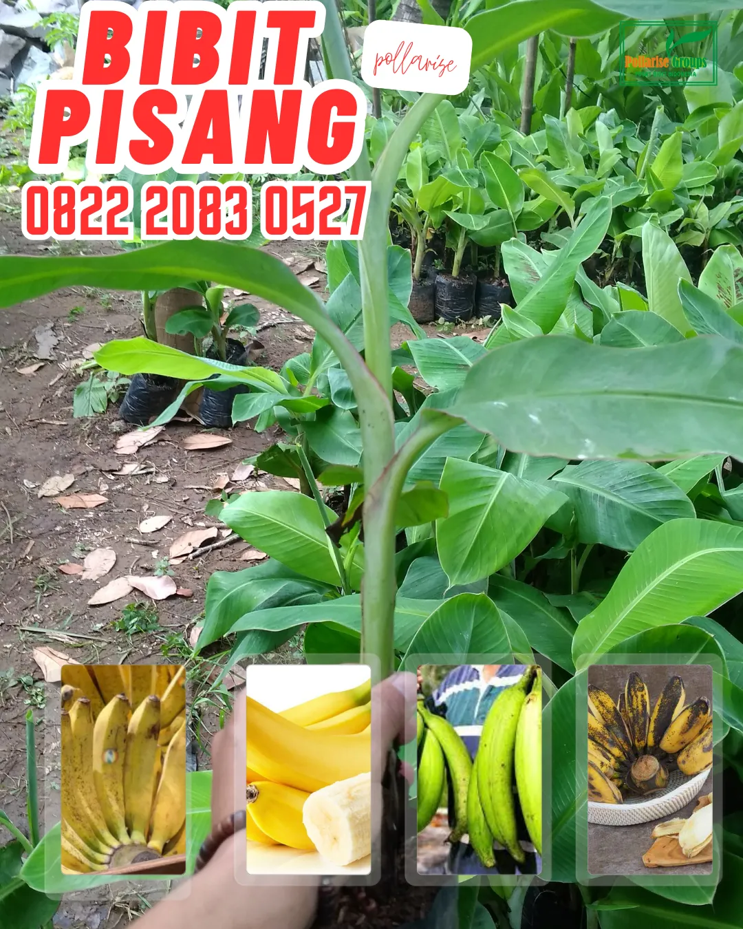 WA 0822.2083.0527  Bibit Pisang Cavendish Bandung