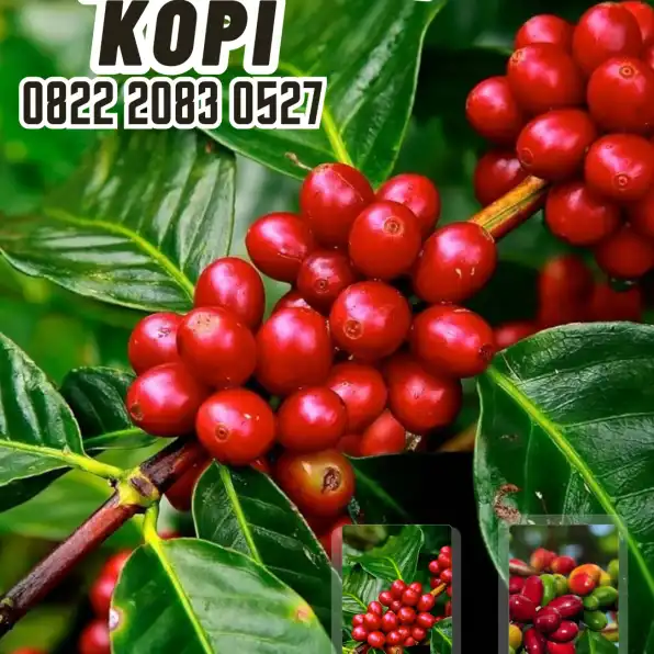 0822 2083 0527 ( Tsel ) Sentra Bibit Kopi, Bibit Kopi Robusta Di Bogor