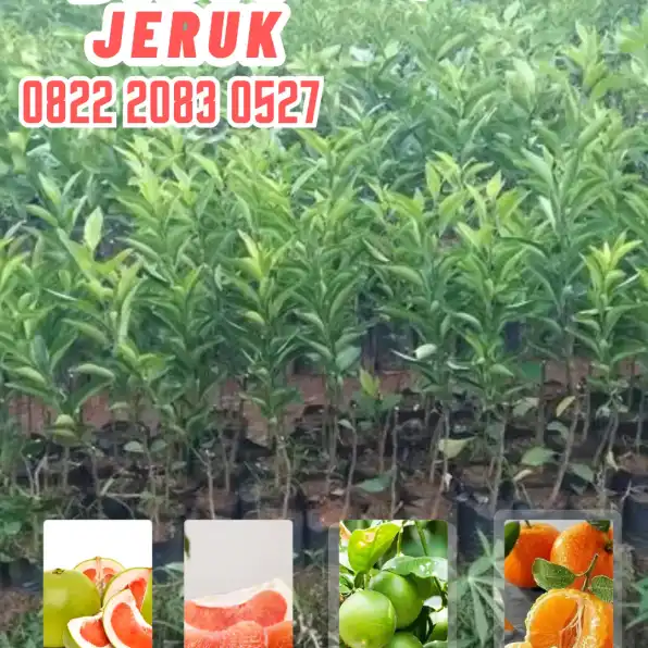 0822.2083.0527 (Tsel)  Hortikultura Buah  Bibit Jeruk Manis