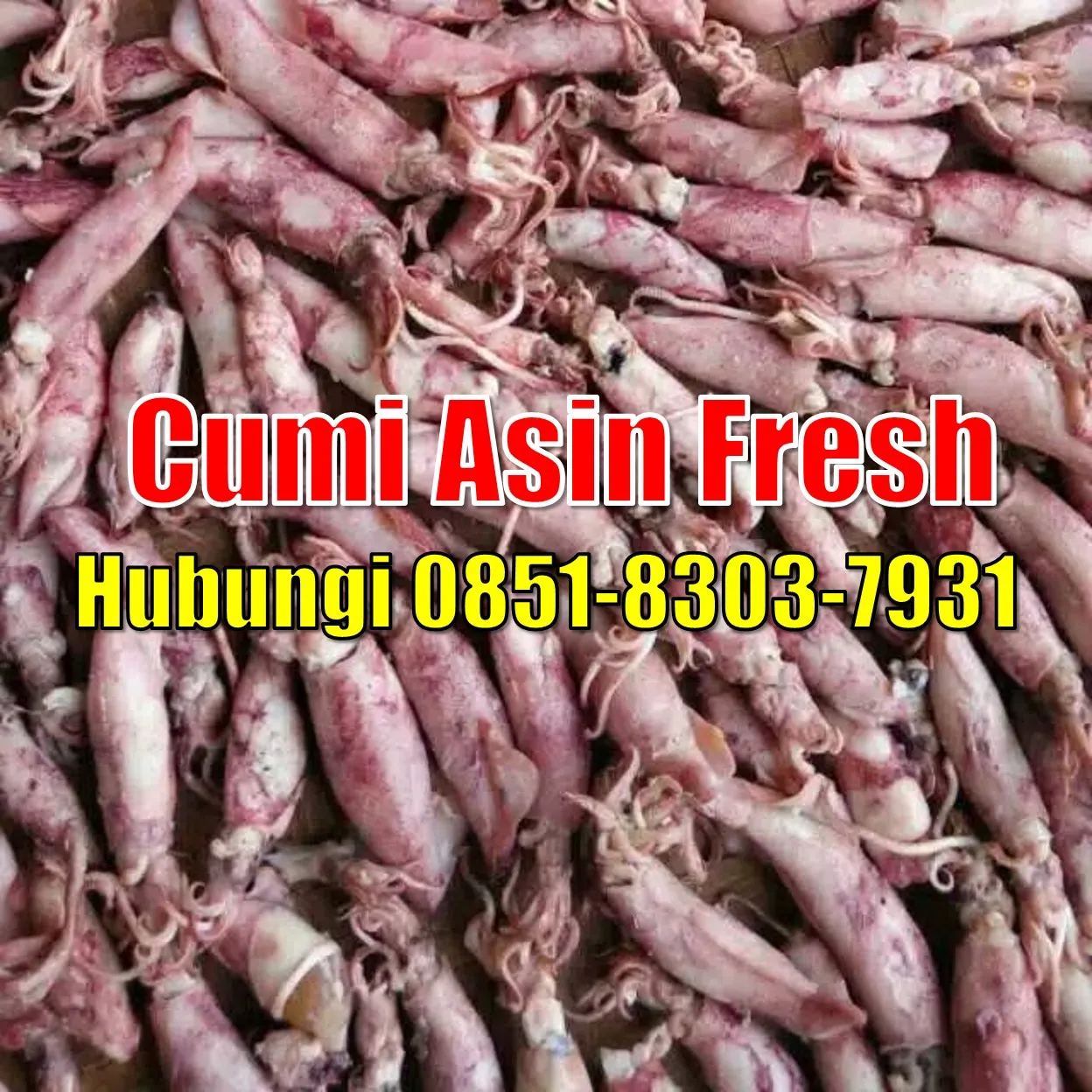Fresh SEGAR, Jual Cumi Asin Baby Cumi Kabupaten Mukomuko