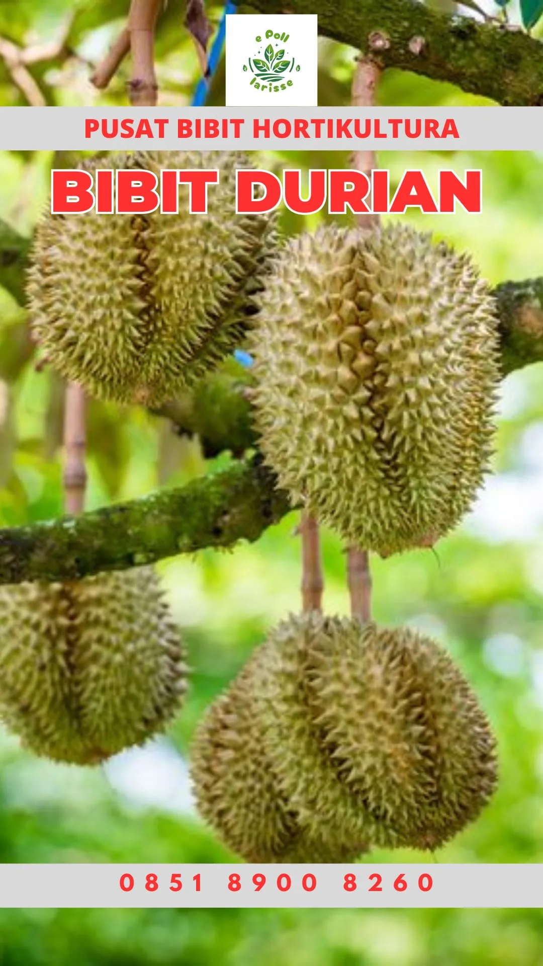 Hortikultura Buah Bibit Durian Montong Sumatera Barat