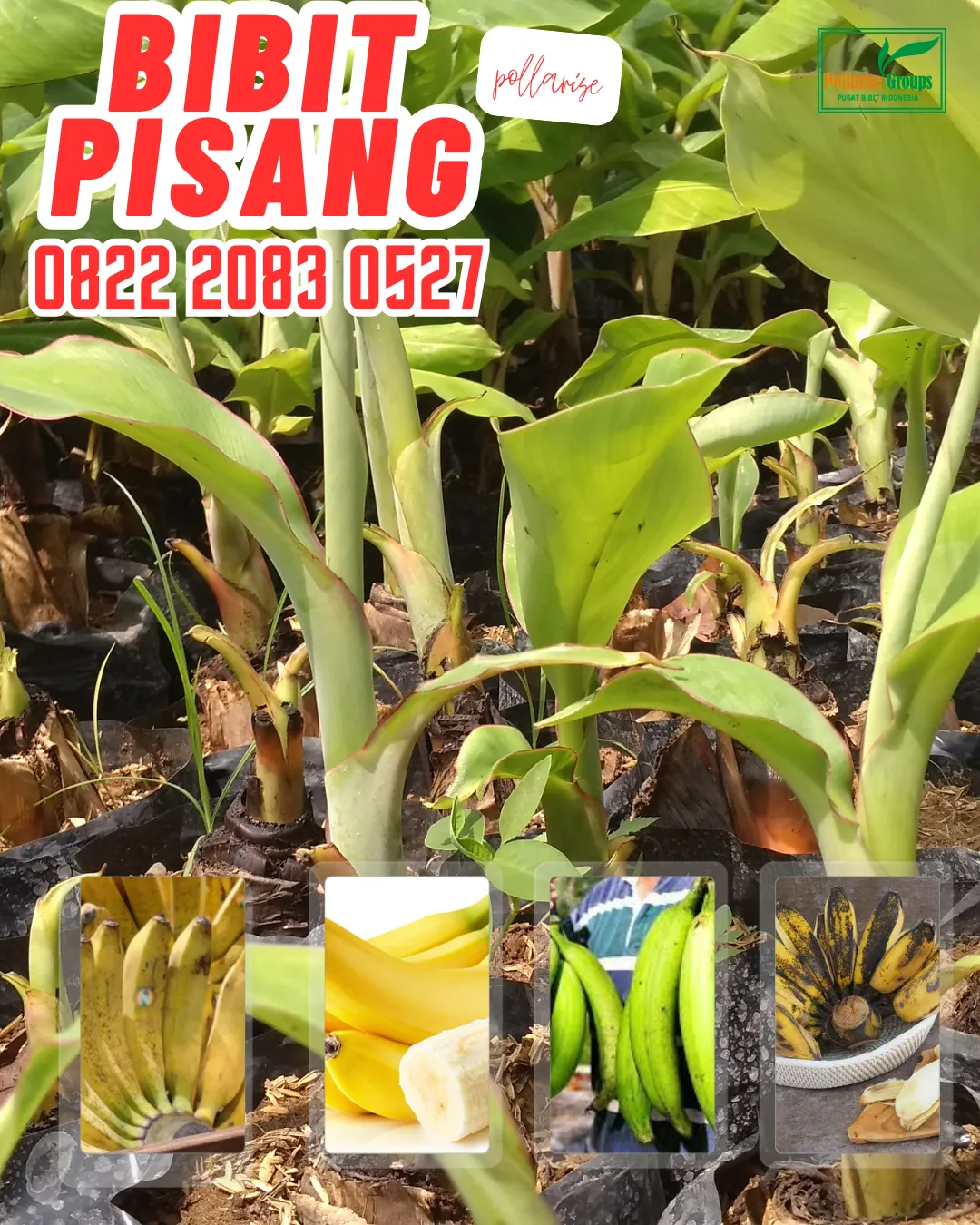 WA 0822.2083.0527  Bibit Pisang Mas Yogyakarta