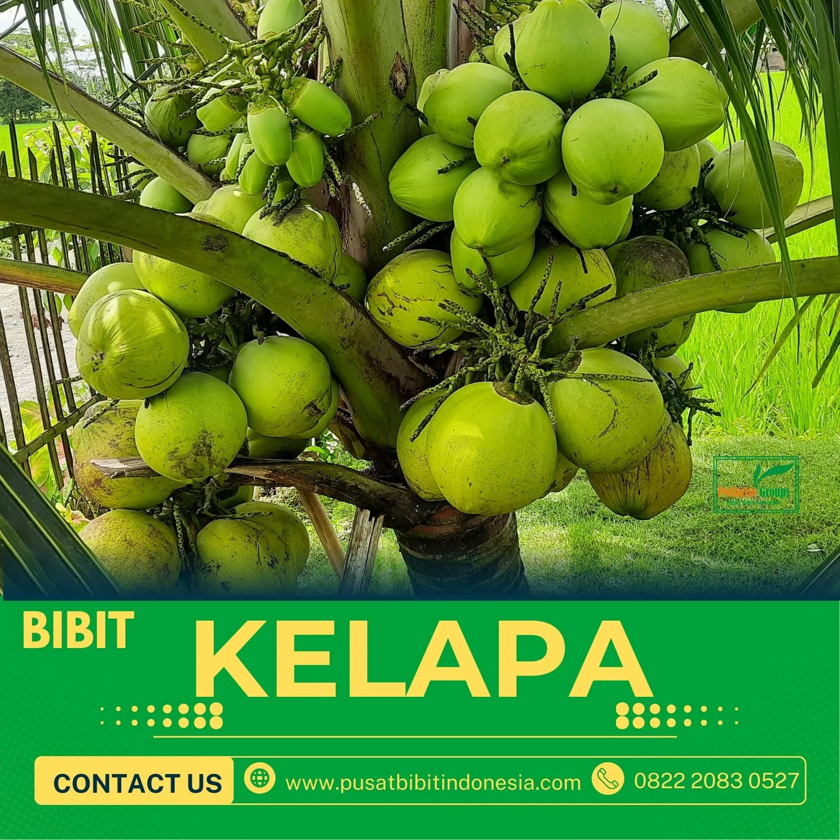 Sentra Bibit Kelapa, Bibit Kelapa Genjah Entok Genjah