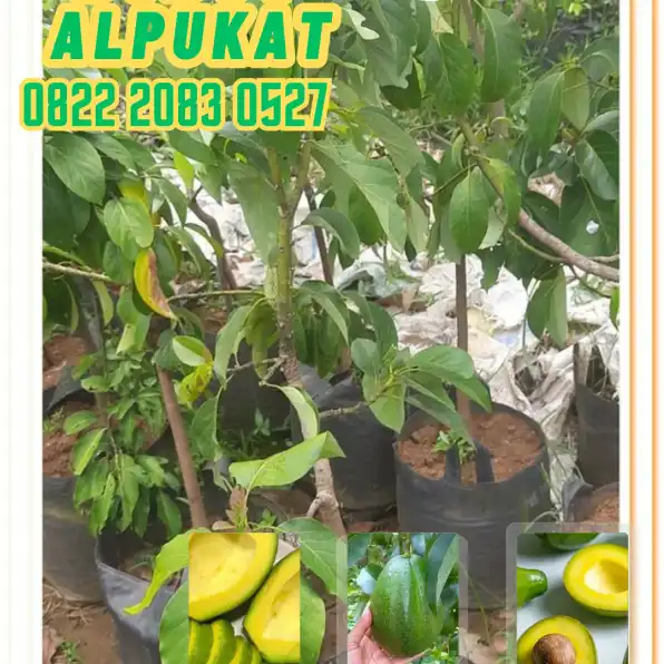 0822 2083 0527 (TSEL) Hortikultura Buah  Harga Bibit Alpukat Aligator