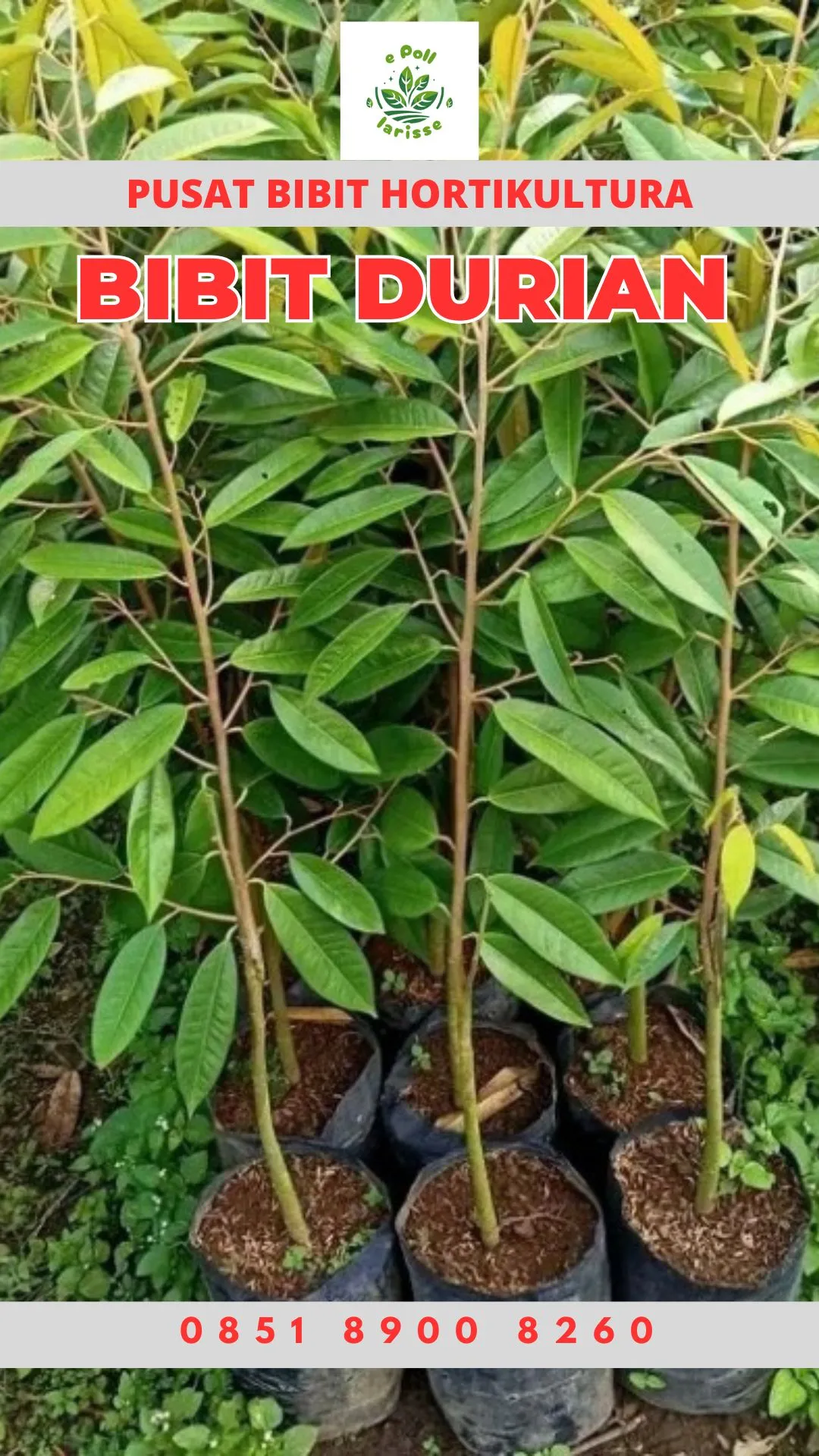 Hortikultura Buah Bibit Durian Musang King Di Bali