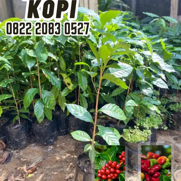 0822 2083 0527 ( Tsel ) Sentra Bibit Kopi, Bibit Kopi Robusta Brazil