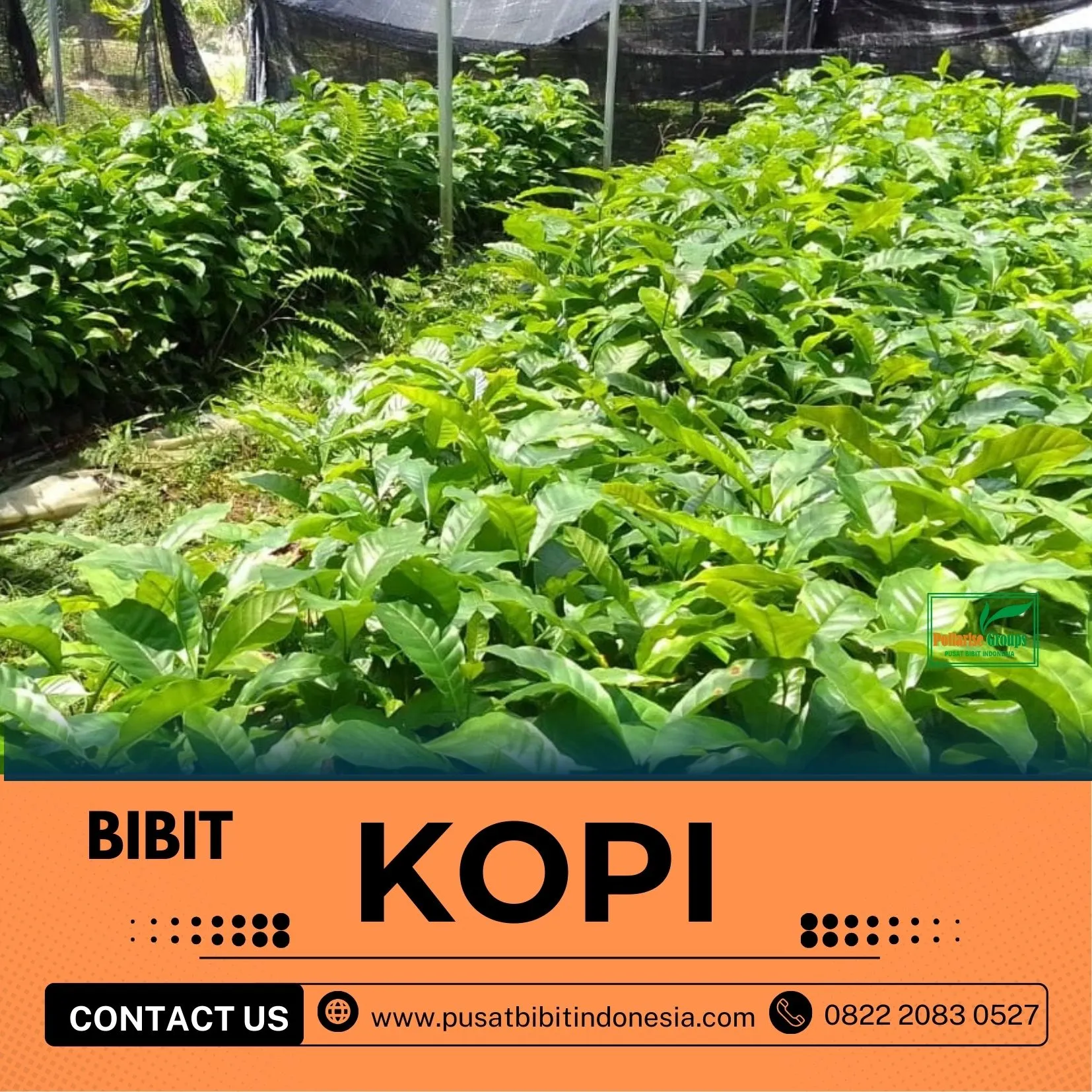 Sentra Bibit Kopi, Bibit Kopi Hijau