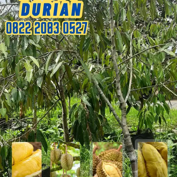 0822.2083.0527 (Tsel)  Hortikultura Buah  Bibit Durian Musang King Di Mangunranan