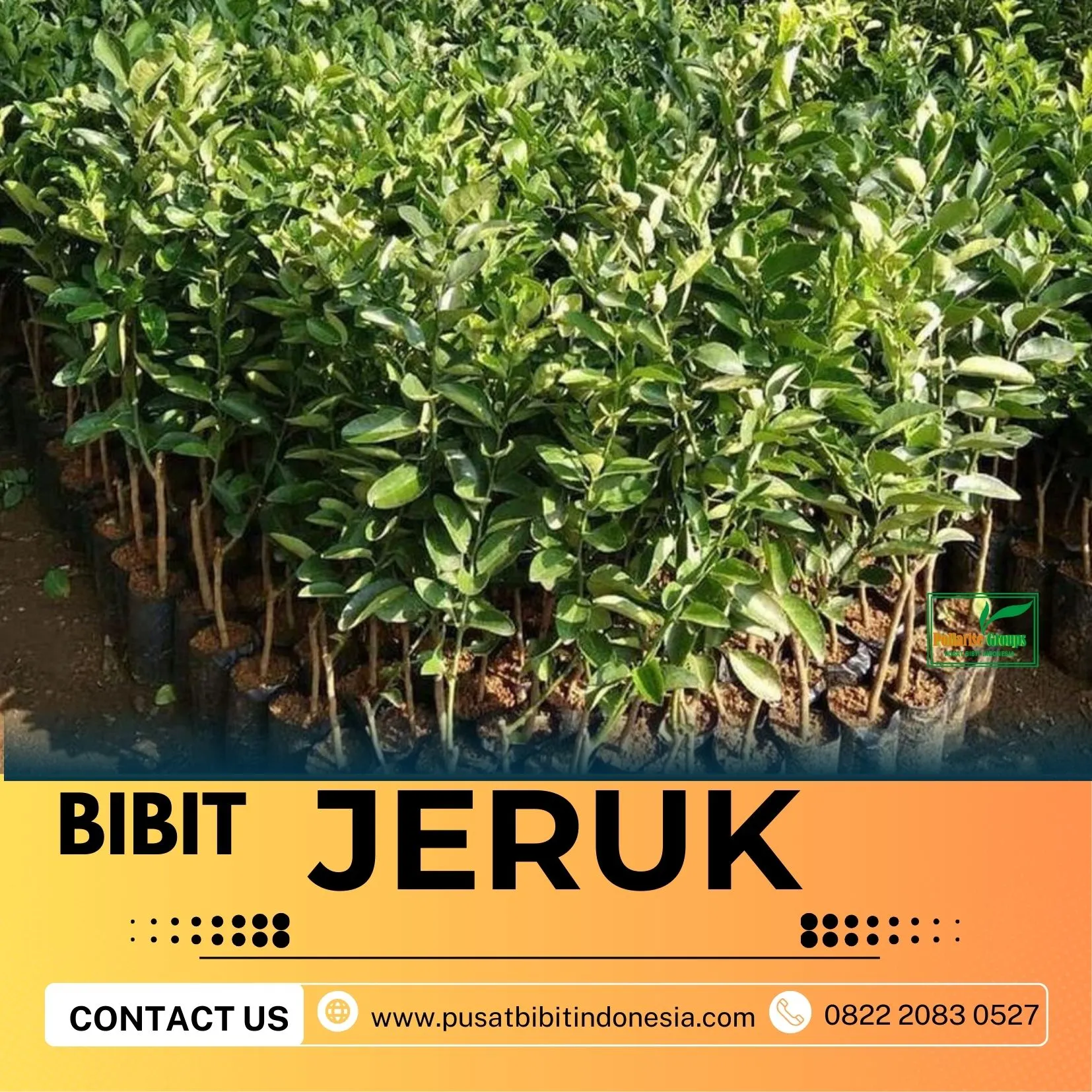 Hortikultura Buah  Bibit Jeruk Nagami Di Kediri