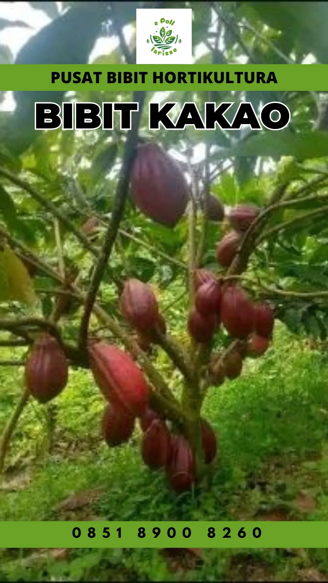 Sentra Bibit, Bibit Kakao Unggul, Bibit Coklat Lampung Pollarise