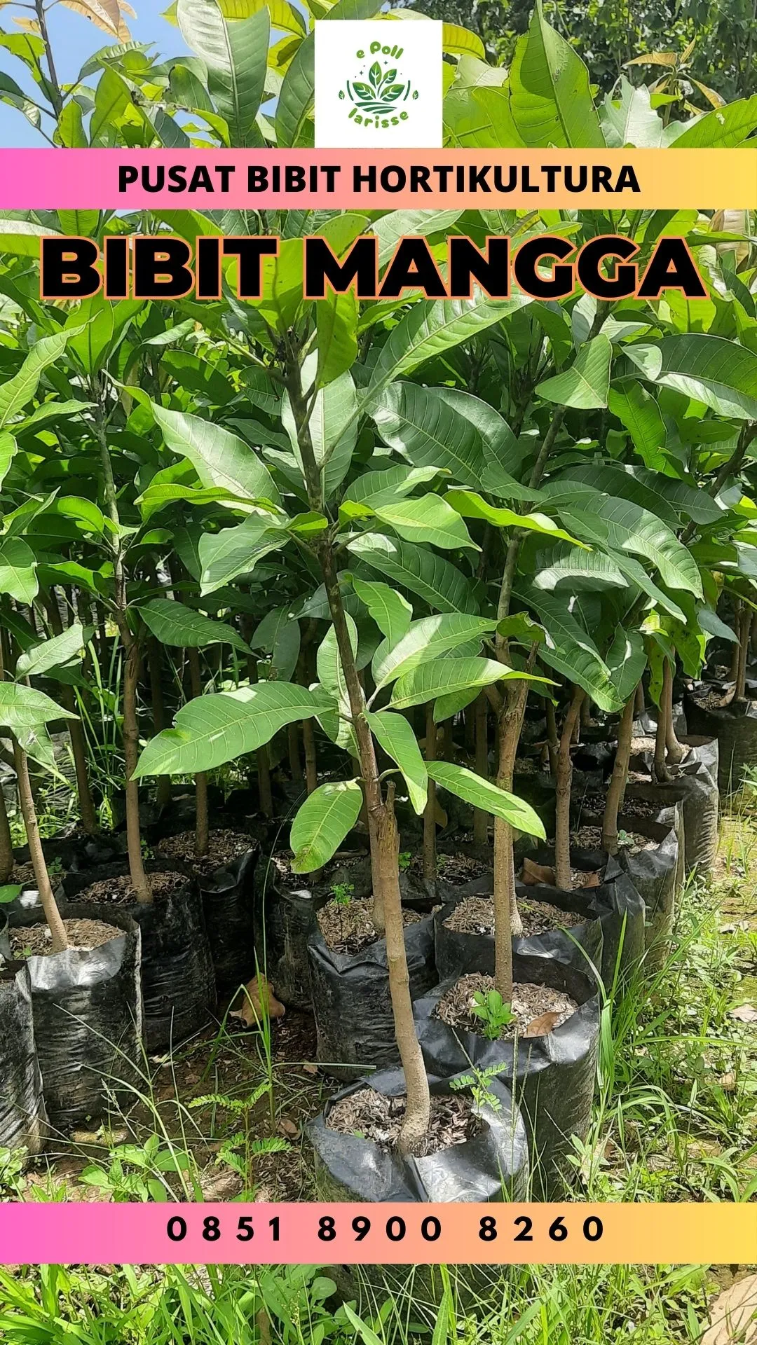 Bibit Unggul  Mangga Enak